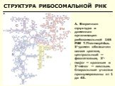 СТРУКТУРА РИБОСОМАЛЬНОЙ РНК. А. Вторичная структура и доменная организация рибосомальной 16S РНК T.Thermophilus. 5'-домен обозначен синим цветом, центральный — фиолетовым, 3'-major — красным и 3'-minor — желтым. Спиральные участки пронумерованы от 1 до 45.