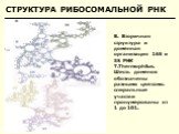 B. Вторичная структура и доменная организация 16S и 5S РНК T.Thermophilus. Шесть доменов обозначены разными цветами. спиральные участки пронумерованы от 1 до 101.