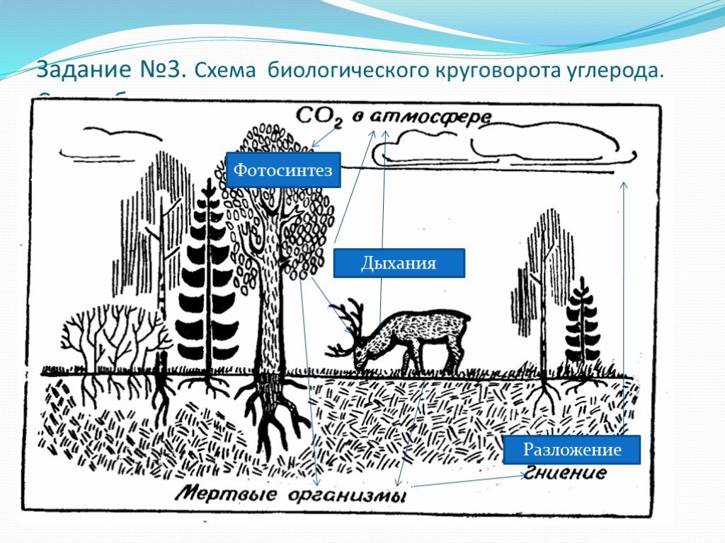 Роль лисы в биологическом круговороте. Схема биологического круговорота в природе. Круговорот веществ кальция. Круговорот углерода в природе схема. Круговорот углерода в биосфере схема.
