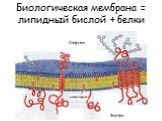 Биологическая мембрана = липидный бислой + белки