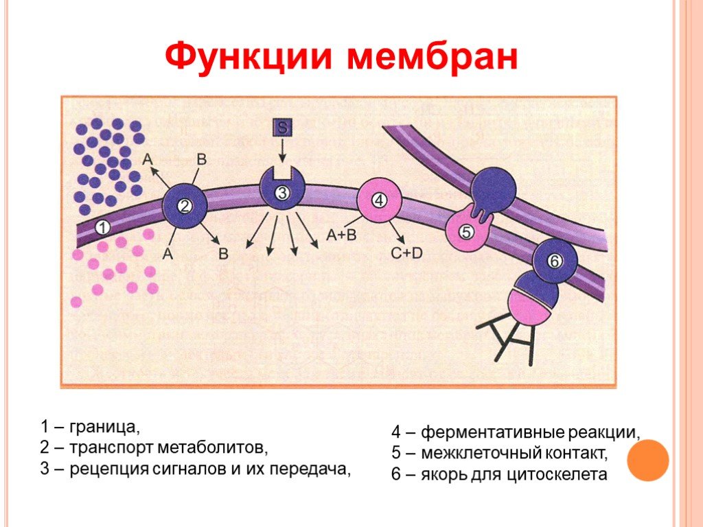 Межклеточная кооперация схема