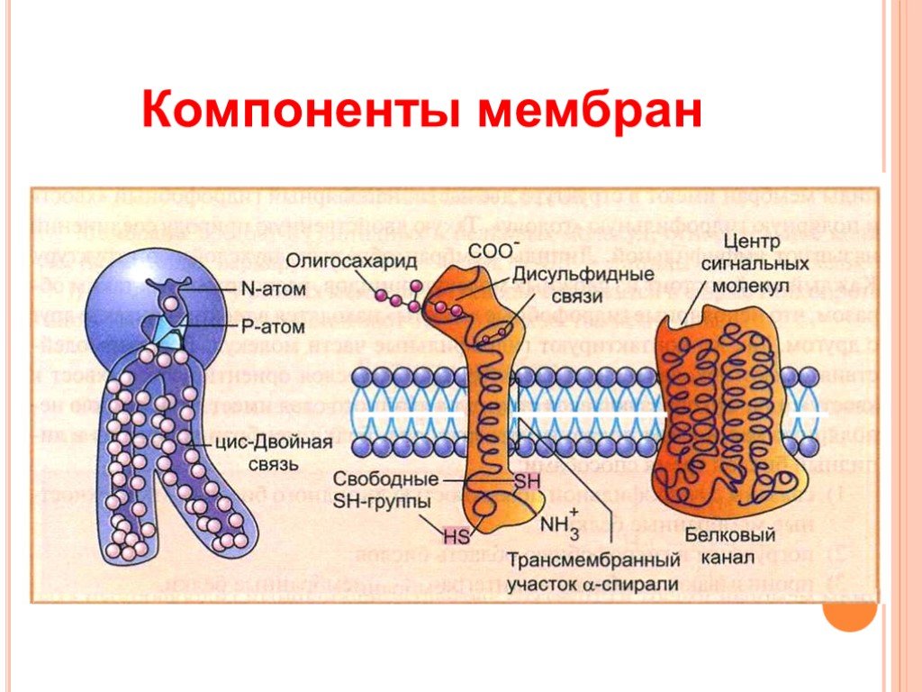 Биохимия мембран. Биологические мембраны биохимия. Компонент биологической мембраны. Основные компоненты мембраны. Строение мембраны биохимия.