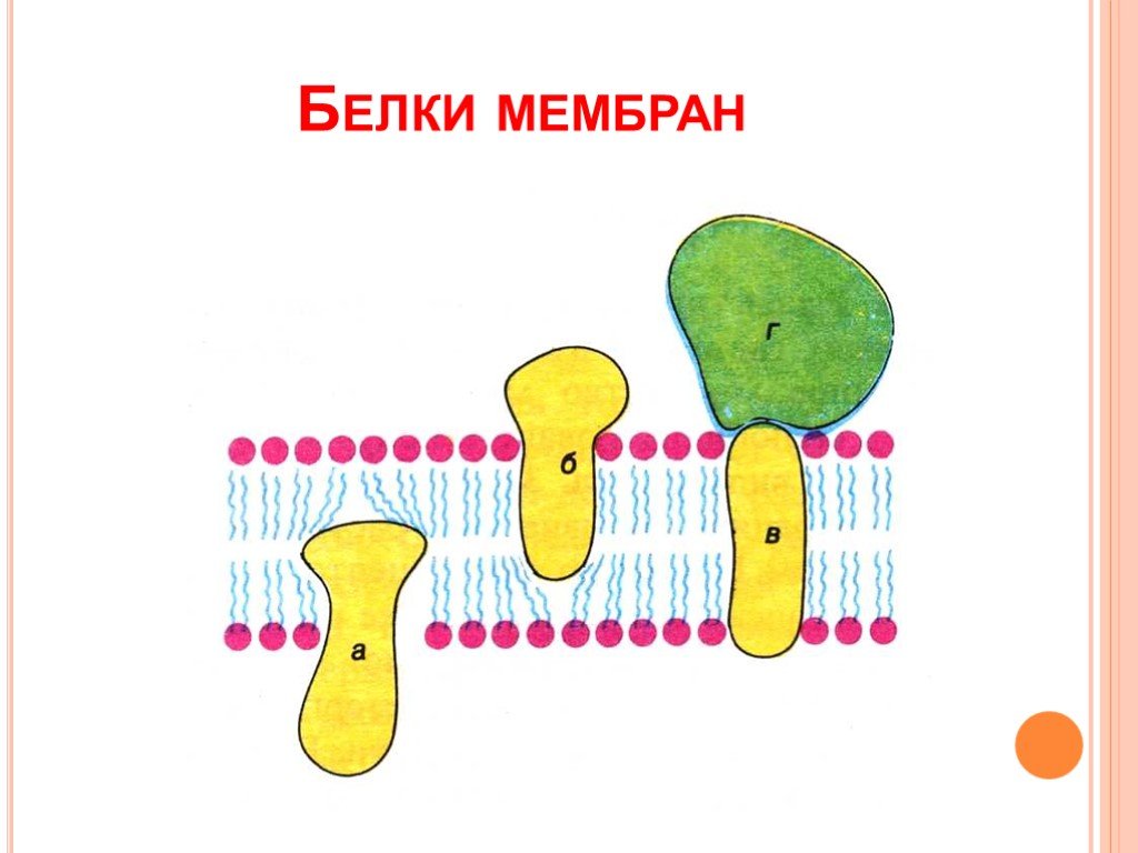 Мембранный белок. Мембранные белки. Белки биологических мембран. Расположение белков в мембране. Белки клеточной мембраны.