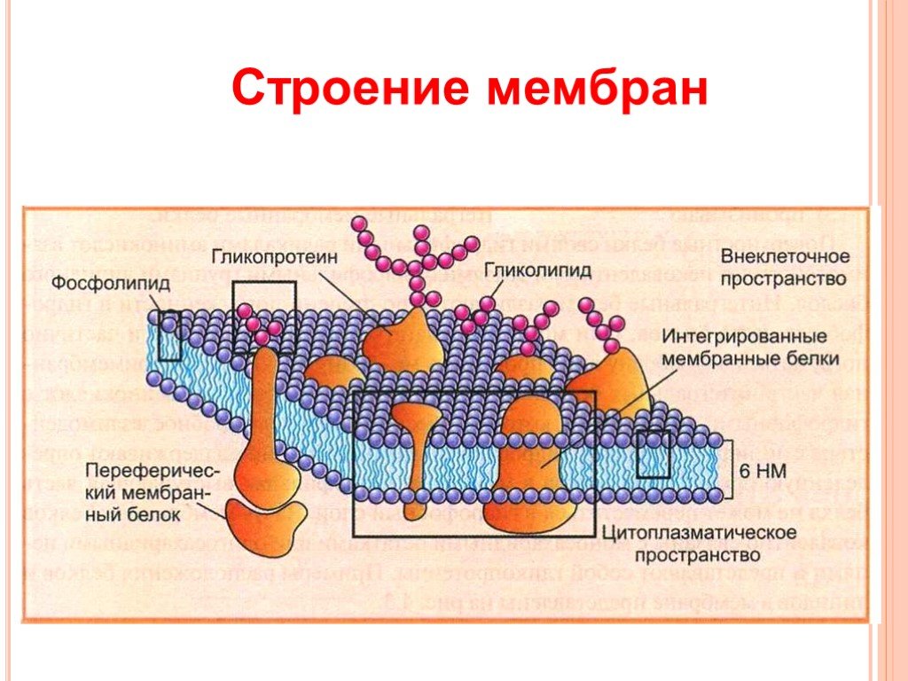 Мембрана в организме. Клеточная оболочка мембрана строение. Строение клеточной мембраны. Структура клеточной мембраны. Структура мембраны клетки.