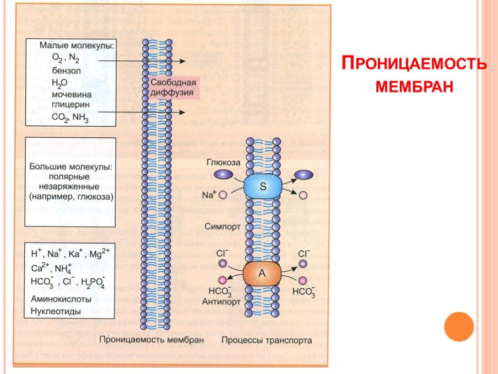 Проницаемость клеточных мембран. Изменение проницаемости клеточных мембран. Изменению проницаемости мембраны клетки. Уменьшают проницаемость биологических мембран.