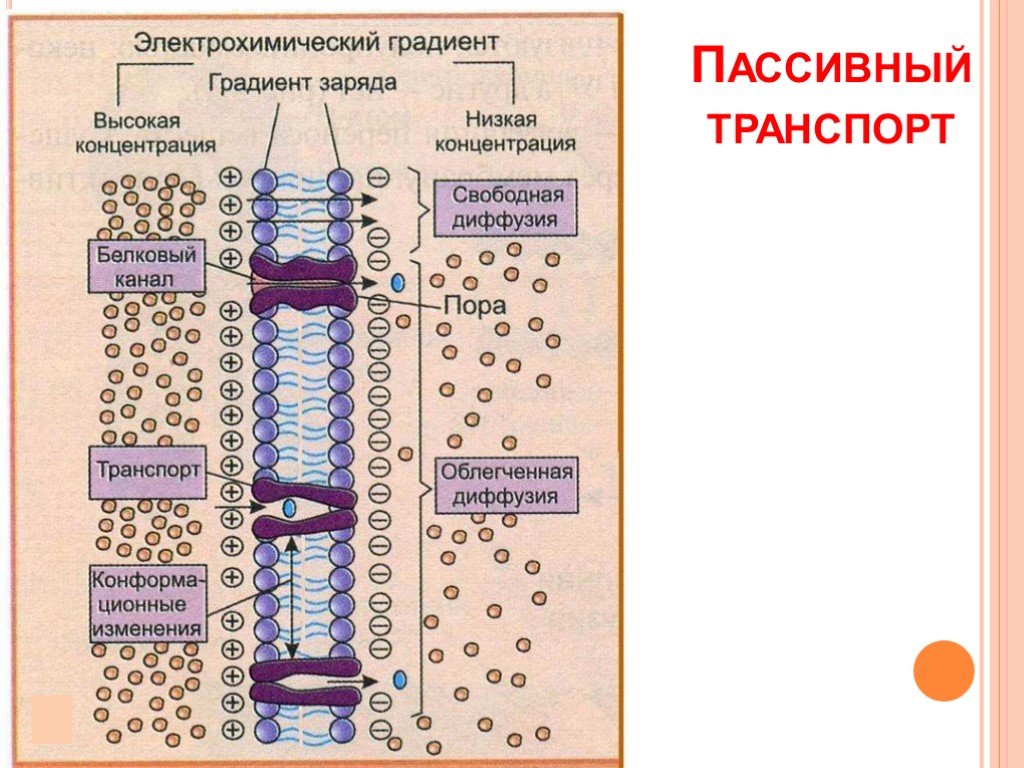 Градиент вещества. Электрохимический градиент мембраны. Пассивный транспорт. Пассивный котранспорт. Пассивный транспорт облегченная диффузия.