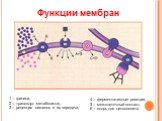 Функции мембран. 1 – граница, 2 – транспорт метаболитов, 3 – рецепция сигналов и их передача, 4 – ферментативные реакции, 5 – межклеточный контакт, 6 – якорь для цитоскелета