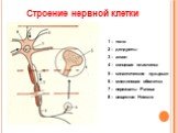 Строение нервной клетки. 1 – тело 2 – дендриты 3 – аксон 4 – концевая пластинка 5 – синаптические пузырьки 6 – миелиновая оболочка 7 – перехваты Ранвье 8 – вещество Ниссля