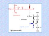 Сфингомиелин фосфохолин сфингозин жирная кислота