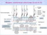 Модель клеточной оболочки E.coli К-12. Липополисахарид