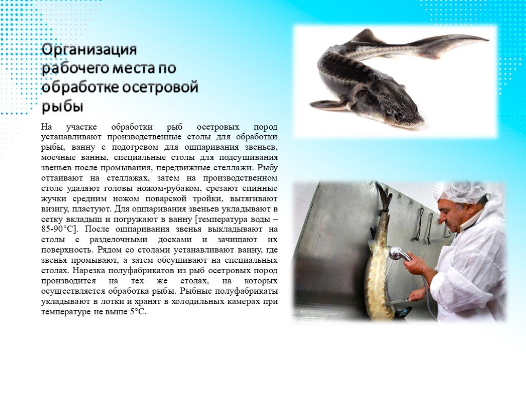 Организация обработки рыбы. Схема обработки рыб осетровых пород. Первичная обработка рыбы осетровых пород. Первичная обработка осетровой рыбы. Технологическая схема обработки осетровых рыб.