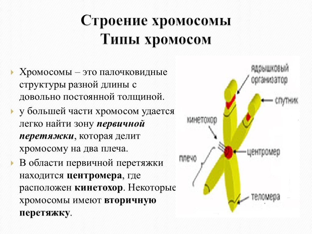 Внутреннее строение хромосом. Строение хромосом и кариотип. Строение и типы хромосом рисунок. Схема строения хромосомы. Подпишите рисунок «типы хромосом».