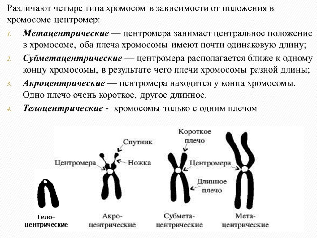 X хромосома какие. Акроцентрические хромосомы человека. Строение и классификация хромосом. Классификация хромосом в зависимости от расположения центромеры.. Акроцентрические хромосомы строение.
