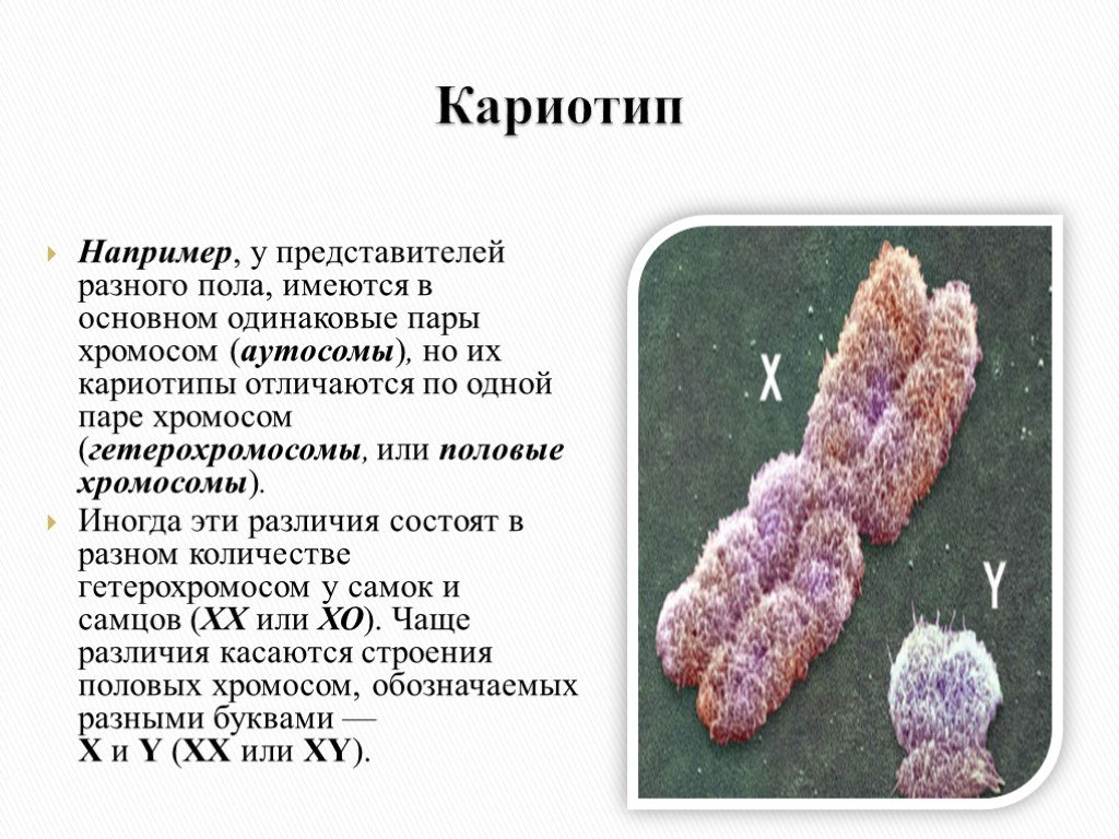 Количество хромосом в кариотипе человека. Кариотип. Хромосомы кариотип. Строение половых хромосом у человека. Хромосомы одной пары это.