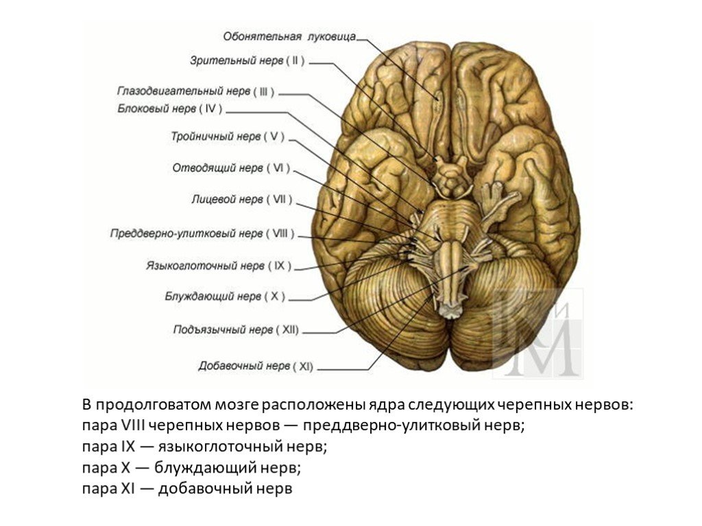 Структура черепно мозговых нервов. Топография Корешков черепных нервов. Обонятельный черепно-мозговой нерв. 9-12 Нервы Черепные нервы. Ядра v-VIII пар черепных нервов расположены.