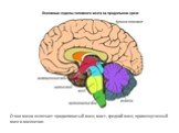 Ствол мозга включает продолговатый мозг, мост, средний мозг, промежуточный мозг и мозжечок.