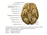 В продолговатом мозге расположены ядра следующих черепных нервов: пара VIII черепных нервов — преддверно-улитковый нерв; пара IX — языкоглоточный нерв; пара X — блуждающий нерв; пара XI — добавочный нерв