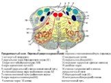Продолговатый мозг . Поречный разрез на уровне олив 1-четвертый желудочек; 2-дорсальное ядро блуждающего нерва (X) ; 3-ядро вестибулярною нерва; (VIII) 4-ядро одиночного пути; (IX) 5-задний (дорсальный) спинно-мозжечковый путь; 6-спинномозговое ядро тройничного нерва (V); 7-спинно-мозговой путь трой