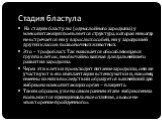 Стадия бластула. На стадии бластулы (однослойного зародыша) у млекопитающих появляется структура, которая никогда не встречается ни у взрослых особей, ни у зародышей других классов позвоночных животных. Это – трофобласт. Так называется обособляющаяся группа клеток, необычайно важная для дальнейшего 