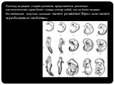 Поэтому на ранних стадиях развития представители различных систематических групп более сходны между собой, чем на более поздних. Это обобщение получило название «закон развития Бэра» или «закон зародышевого сходства».