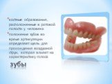 костные образования, расположенные в ротовой полости у человека положение зубов во время артикуляции определяет щель для прохождения воздушной струи, которая влияет на характеристику голоса. зубы