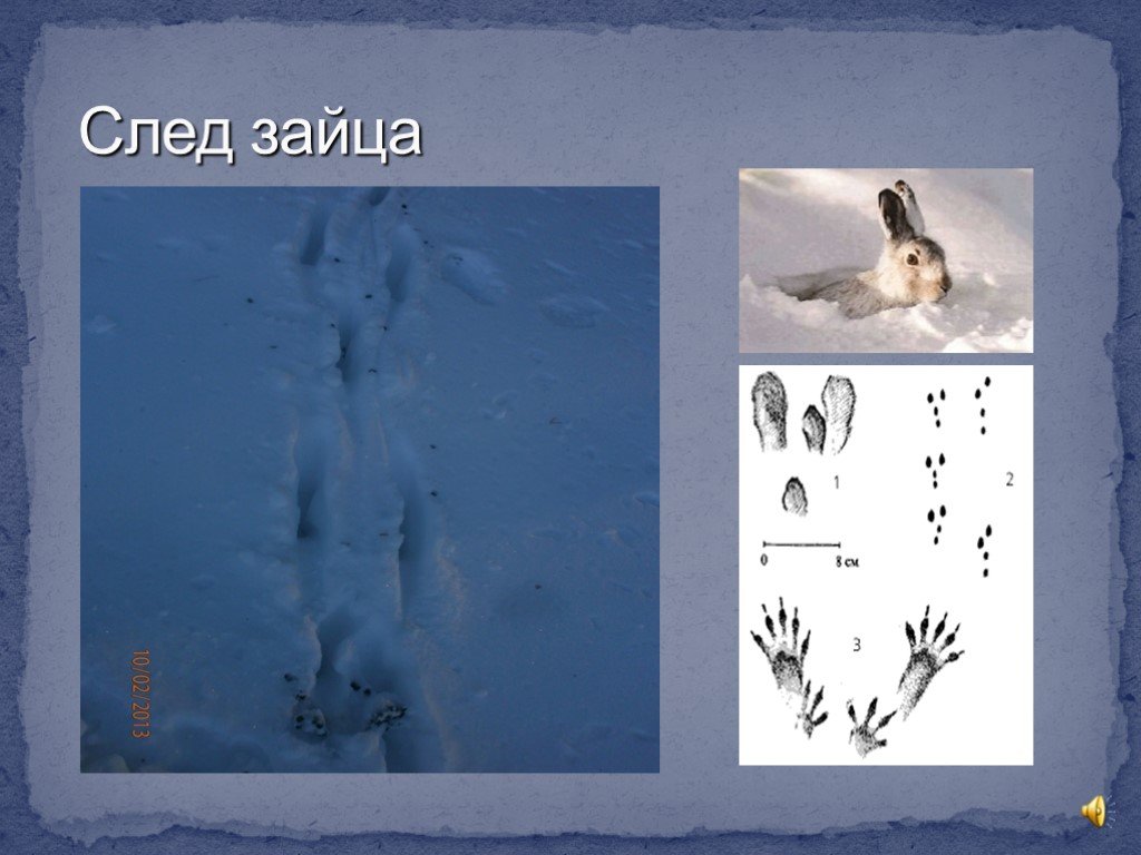 Вид заячьих следов. Как определить следы зайца. Следы зайца на снегу. Заячий след на снегу направление. След зайца на снегу направление.