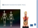 Модели человеческого тела