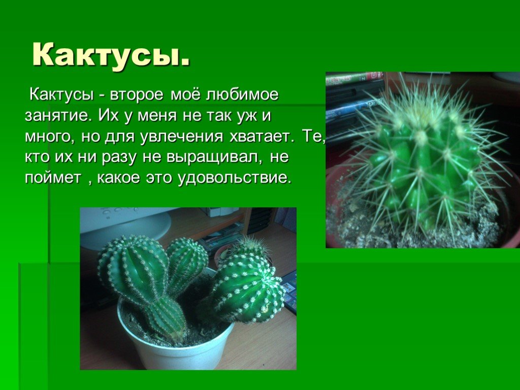 Рассказ про кактус 2 класс. Кактус для презентации. Описание кактуса. Доклад про Кактус. Кактус информация для детей.