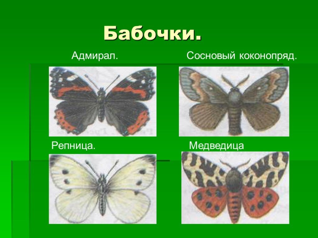 Бабочки картинки окружающий мир. Название бабочек. Название бабочек окружающий мир. Названия бабочек 1 класс. Бабочки с названиями для детей.