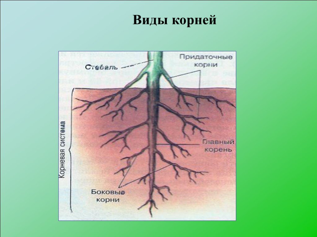 Какие существуют корни. Корень это биология. Корень растения биология. Корень растения 6 класс.