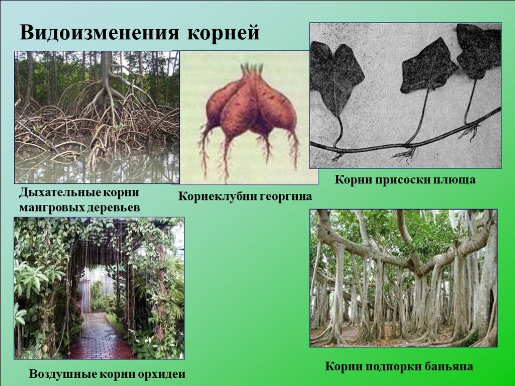 Растения имеющие видоизмененные корни. Баньян видоизменение корня. Плющ видоизменение корня. Корни подпорки корни прицепки.