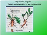 Функции корня: Орган вегетативного размножения