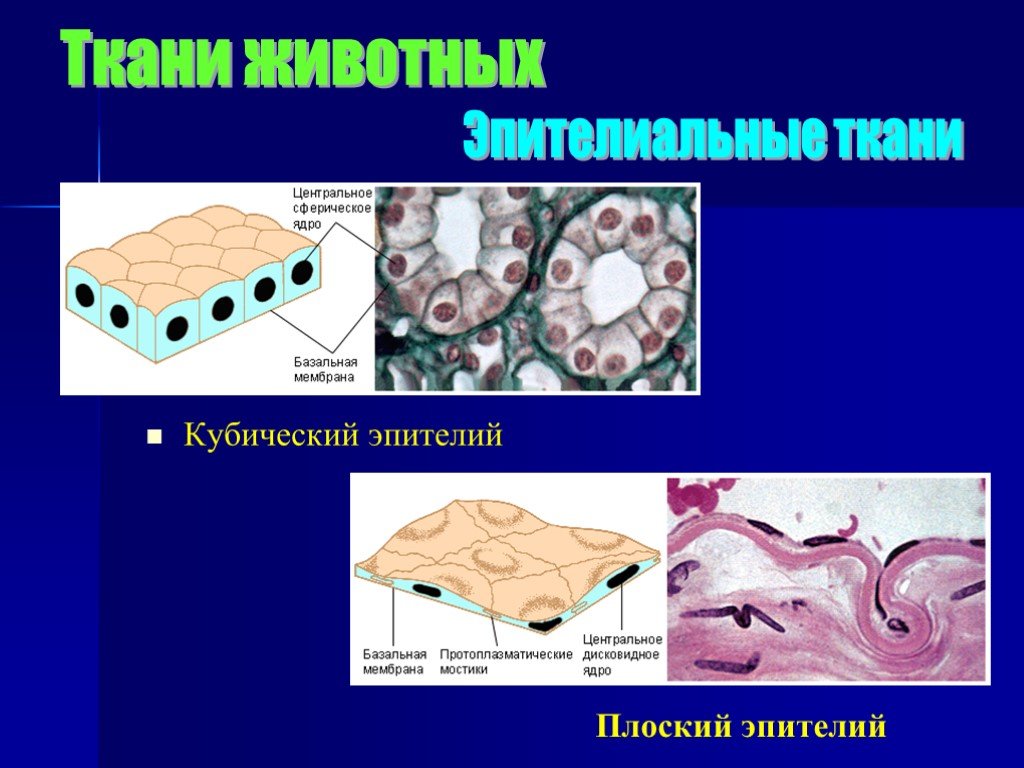 Ткани 7 класс. Эпителиальные ткани плоский эпителий кубический эпителий. Кубическая эпителиальная ткань. Плоский кубический эпителий. Кубический эпителий ткань.