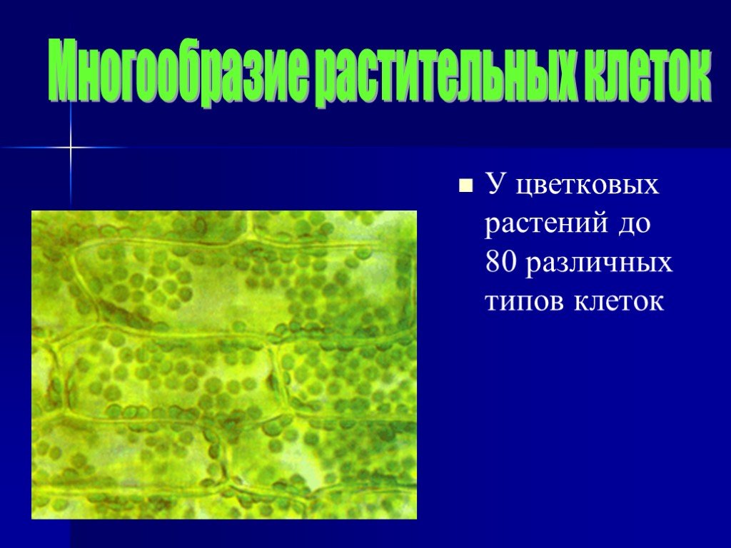 Разнообразие клеточных. Строение и разнообразие растительных клеток.. Разнообразие клеток растений. Формы растительных клеток. Многообразие форм растительных клеток.