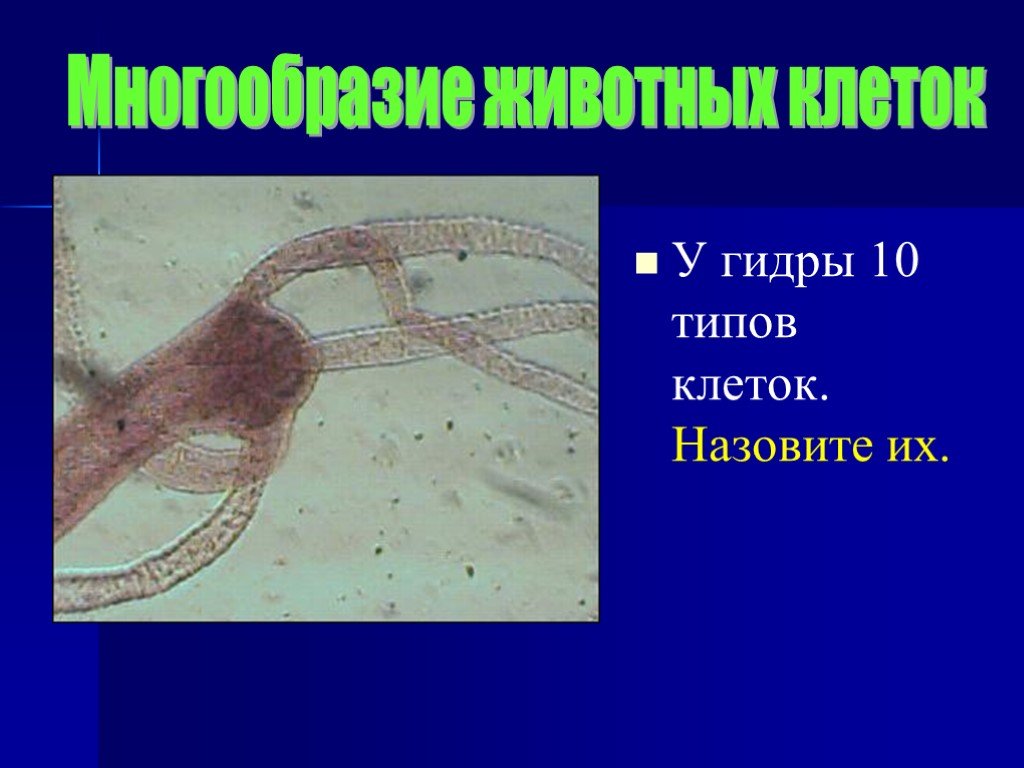 Многообразие клеток. Многообразие клеток ткани 11 класс презентация. Многообразие клеток и тканей 11 класс биология. Презентация строение и многообразие клетки 5 класс. Специализированная клетка называется.