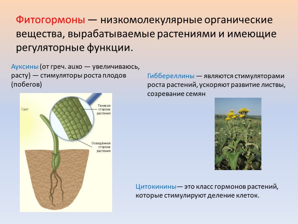 Срок жизни растения. Фитогормоны. Гормоны растений. Фитогормоны и рост растений. Фитогормоны для цветов.