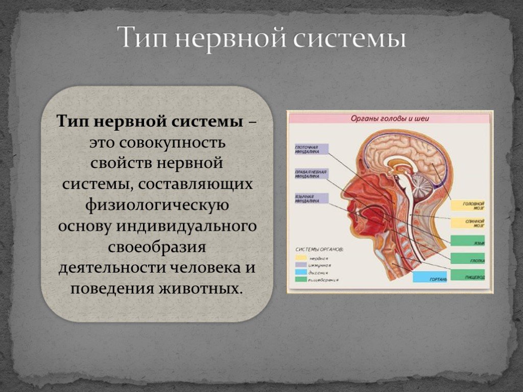 Виды нервной. Типы нервной системы. Нервный Тип. Какой Тип нервной системы у человека. Тип нервной системы система у человека.