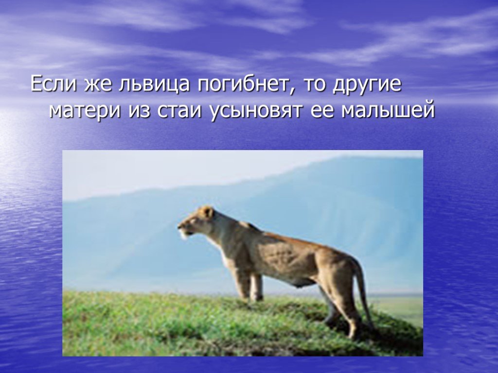 Лев презентация. Львица презентация. Презентация про Львов. Львица рассказ. Львы презентация 7 класс.