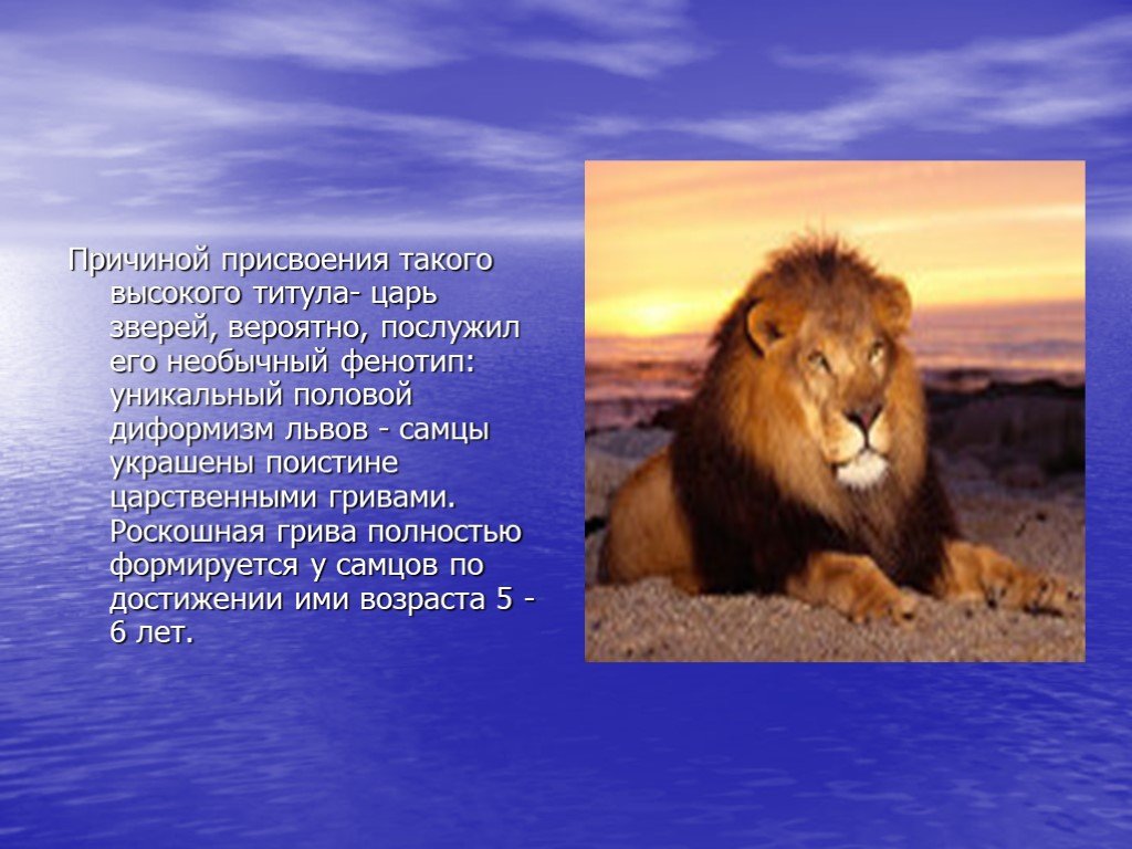 Информация про львов. Рассказ про Льва. Лев для презентации. Доклад про Львов. Презентация на тему животное Лев.