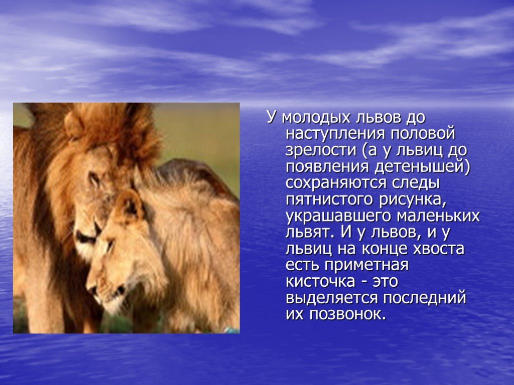 Информация про львов. Презентация на тему львы. Лев для презентации. Рассказ про Львов. Доклад про Льва.