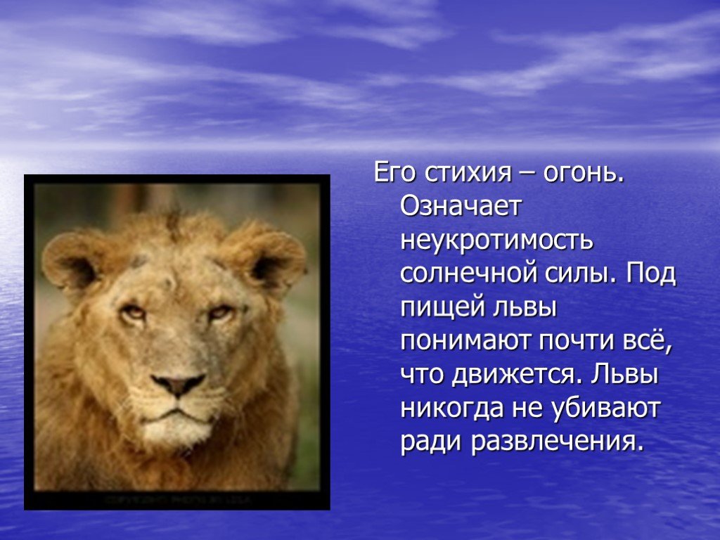 Информация про львов. Доклад про Львов. Лев для презентации. Доклад про Льва. Презентация на тему львы.