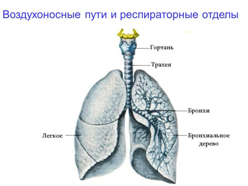 Строение легких рисунок. Трахея бронхи легкие анатомия. Строение человека трахея бронхи легкие. Строение воздухоносных путей и респираторных отделов легкого. Дыхательная система воздухоносные пути легкие.