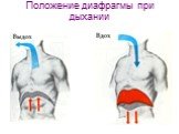 Положение диафрагмы при дыхании