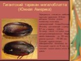 Гигантский таракан мегалоблатта (Южная Америка). Официально считается наиболее крупным тараканом. В Книге рекордов Гиннеса указан экземпляр этого вида, принадлежащий Акира Йококура (Япония), достигающий в длину 9,7 см, в ширину - 4,45 см. Но пишут также, что длина тела центральноамериканского Megalo