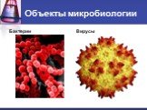 Объекты микробиологии. Бактерии Вирусы