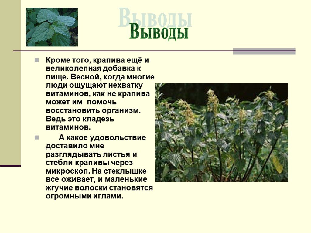 Выводить кроме. Вывод о крапиве. Заключение о крапивы. Описание крапивы 3 класс. Вывод о полезности крапивы.