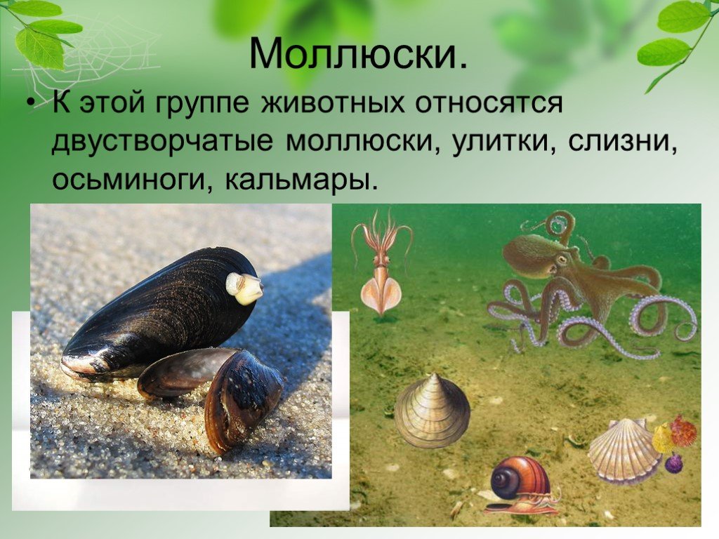 Улитка относится к животным. Группы животных моллюски. Улитка относится к группе. Что относится к моллюскам. Животные относящиеся к моллюскам.