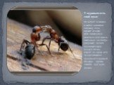 У муравьев есть свой язык. Он состоит из запахов и жестов (движение лапками). Если муравей услышал запах незнакомого животного или чужого насекомого, он быстро раскрывает челюсти, поднимает кверху голову и сильно ударяет по дереву, если процесс узнавания происходит в дружной атмосфере, муравьи касаю