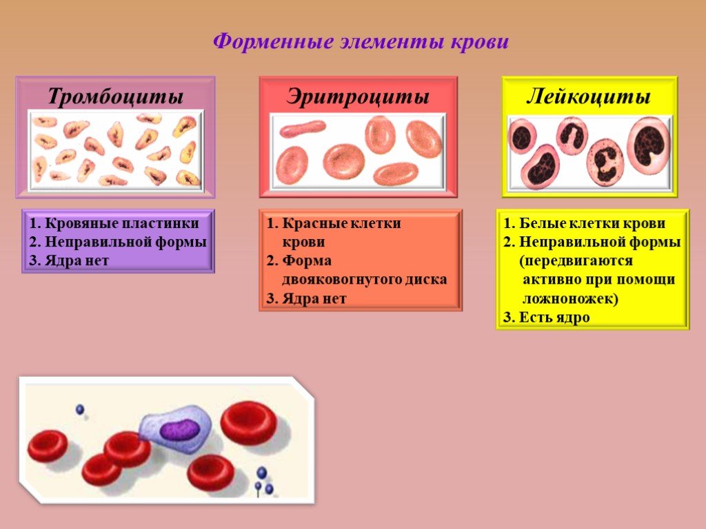 Составляющий элемент крови. Состав клетки крови 8 класс биология. Кровь состав и функции крови биология 8 класс. Кровяные тельца биология 8 класс тромбоциты. Функции клеток крови 8 класс.