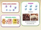 Периоды жизни лейкоцитов. Фагоцитоз фагоциты. поглощение фагоцитами чужеродных тел. Образование антител